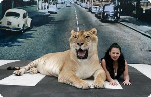 Геркулес - крупнейшая в мире кошка