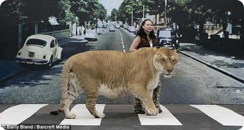 Геркулес - крупнейшая в мире кошка