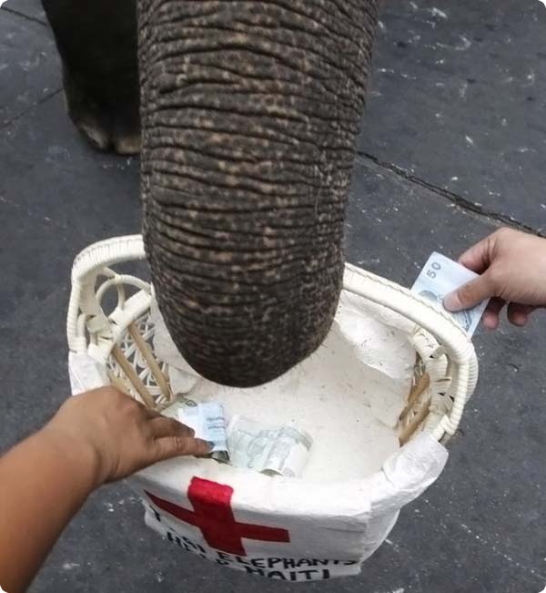 Слоны - сборщики пожертвований гаитянам