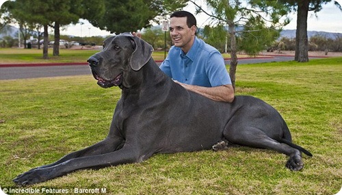 Дог Джордж, самая высокая собака в мире