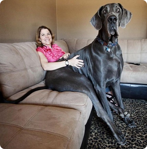Дог Джордж, самая высокая собака в мире