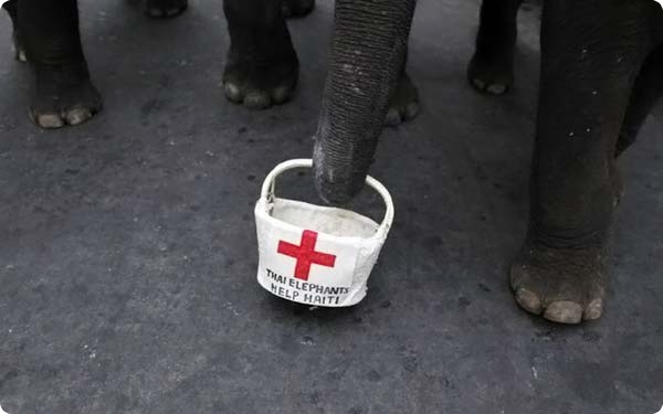 Слоны - сборщики пожертвований гаитянам