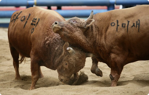 Бой быков в Корее