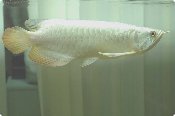 Платиновая аравана - рыбка за $80 000