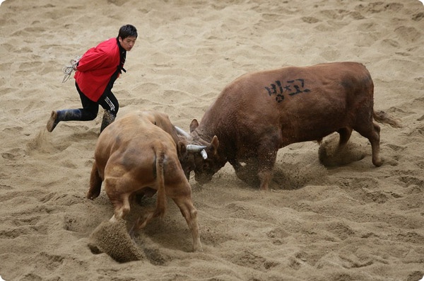 Бой быков в Корее