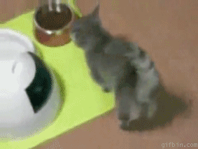 Анимированные кошки