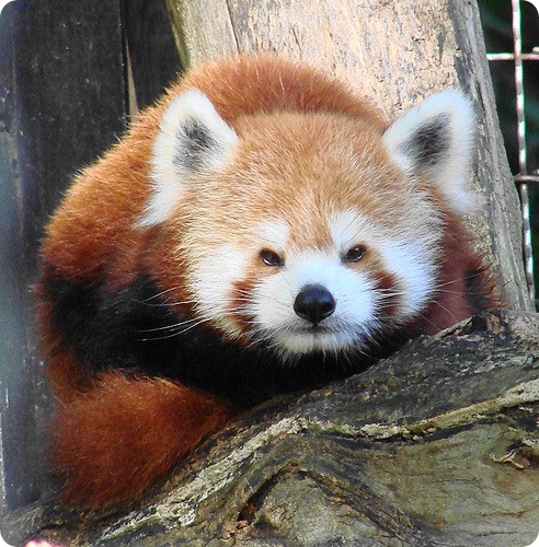 Красная панда (лат. Ailurus fulgens)