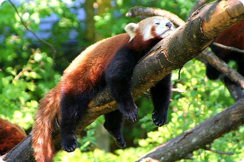 Красная панда (лат. Ailurus fulgens)