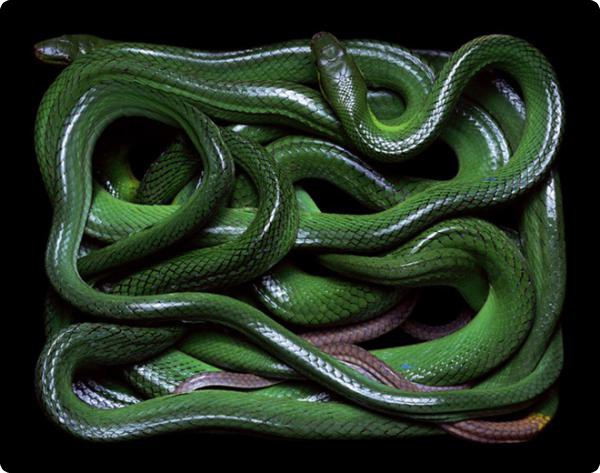 Змеиная коллекция Guido Mocafico