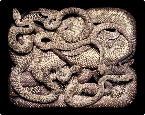 Змеиная коллекция Guido Mocafico