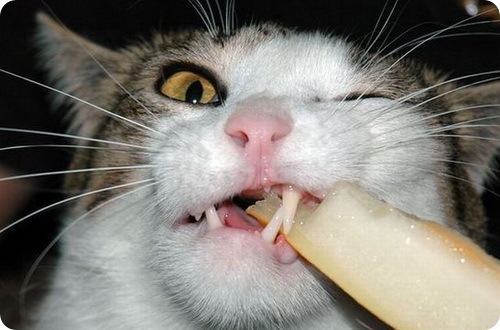 Молочные зубы у кошек