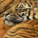 Тигры: какими бывают