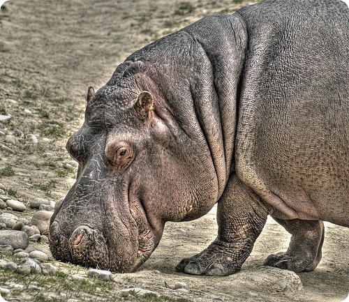 Бегемот или гиппопотам (лат. Hippopotamus amphibius), фото бегемотов