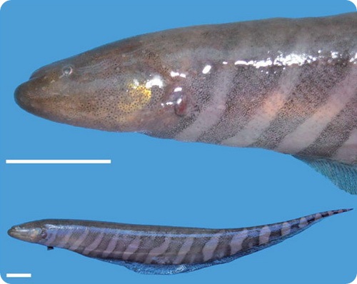 Рыба-нож семейства гимнотовых - Gymnotus omarorum