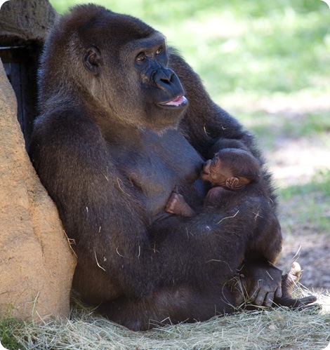 Новорожденная кроха гориллы в зоопарке Атланты
