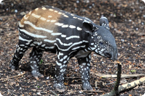 В зоопарке Эдинбурга родился тапир