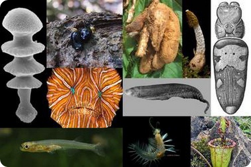 Ученые выбрали 10 главных открытий в мире животных