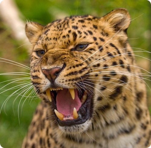 Популяция дальневосточного леопарда - загадка природы