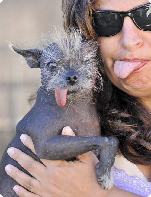 Самая уродливая собака в мире 2010