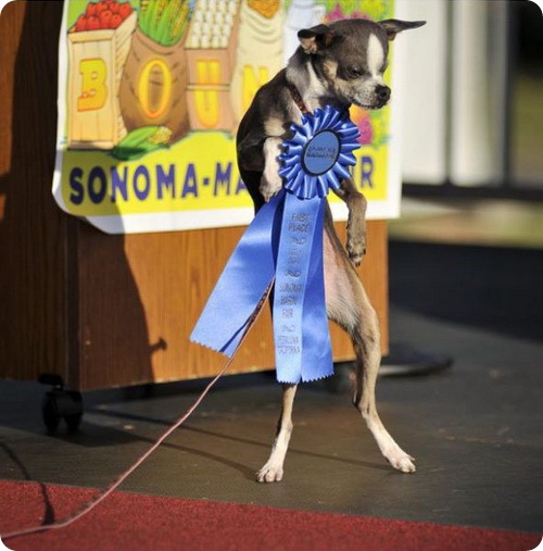 Самая уродливая собака в мире 2010