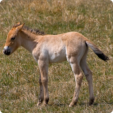 Малыши лошади Пржевальского в зоопарке Калгари