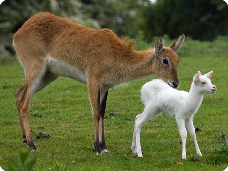 В семье антилоп родилась «белоснежка»