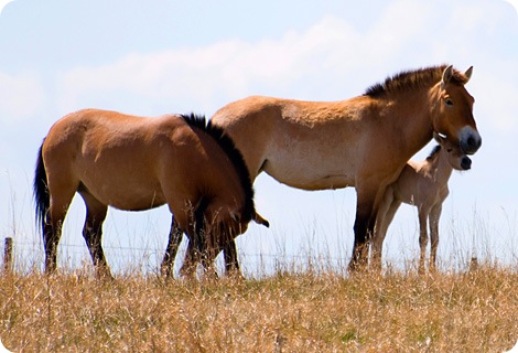 Малыши лошади Пржевальского в зоопарке Калгари