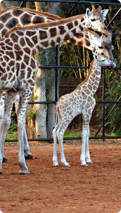 Встречайте жирафенка из зоопарка Перта!