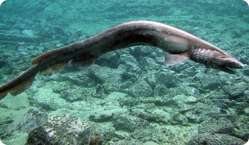 Плащеносная акула - Chlamydoselachus anguineus