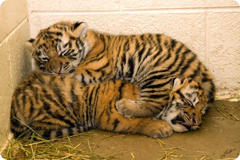 В зоопарке Денвера родились тигрята!