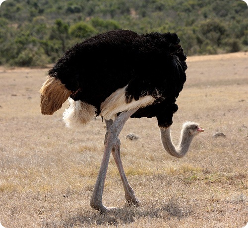 Страус, фото страуса