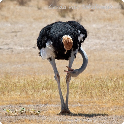 Страус, фото страуса