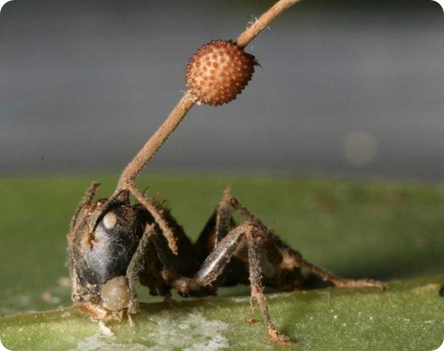 Гипно-грибы делают из муравьев зомби