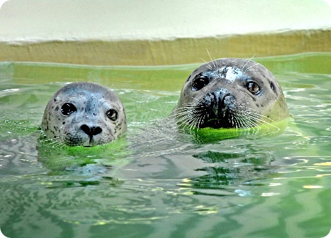 В LA, впервые за всю историю зоопарка, родился тюлень