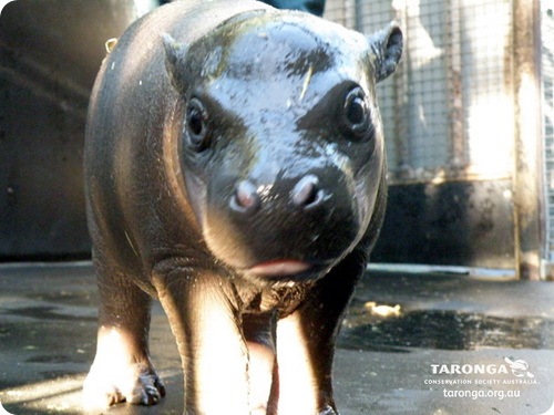 Кимбири – мини бегемотик из зоопарка Таронга