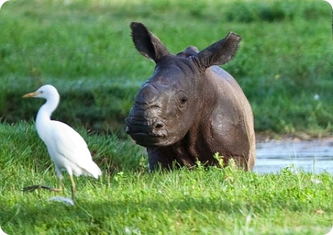 Пять крошечных носорожков за шесть долгих лет