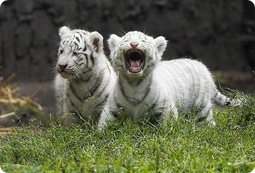 Снежные тигрята выходят на первую прогулку