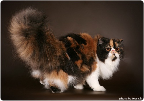 Персидская кошка