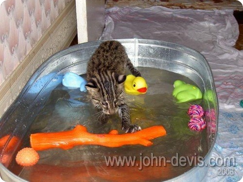 Джон Дэвис - кот рыболов