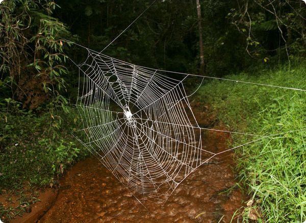 Гигантская паутина пауков Дарвина