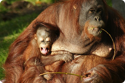 Орангутанг Ваттана и восьмимесячный сынишка