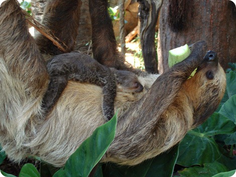 Посмотрите на очаровательных косолапых ленивцев