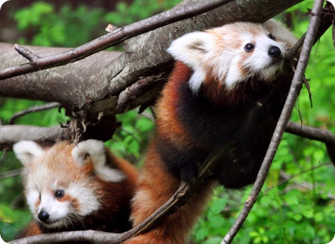 Рождение двойняшек в зоопарке Биндер Парк