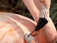 Серые комочки розового фламинго