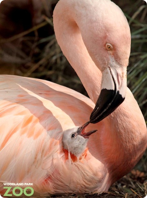 Серые комочки розового фламинго
