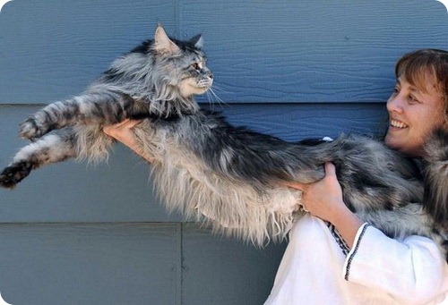 Стюи - самый длинный домашним котом в мире