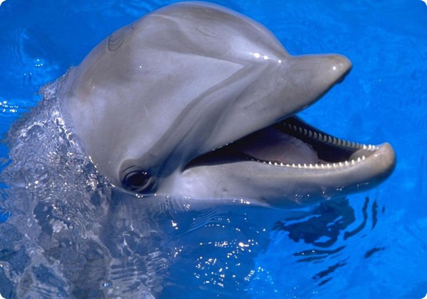 Причина гибели дельфинов