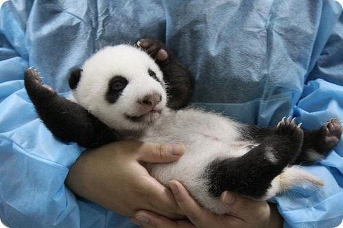 Монохромные панды из Чэнду