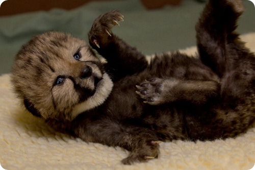 Новорожденный гепард открыл глазки!