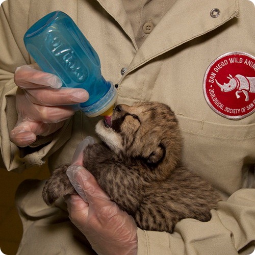 Новорожденный гепард открыл глазки!